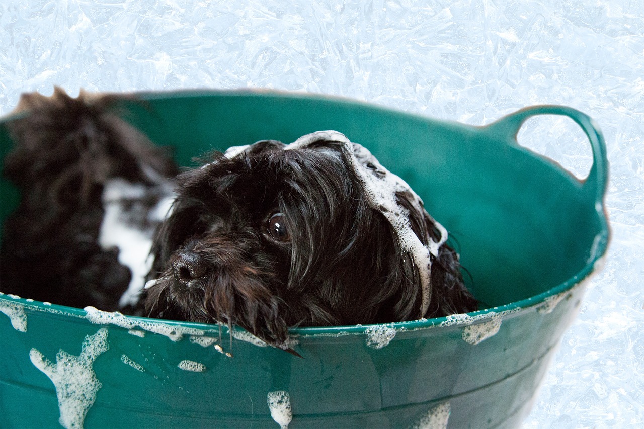 How to Help Your Pet Deal with Grooming Anxiety